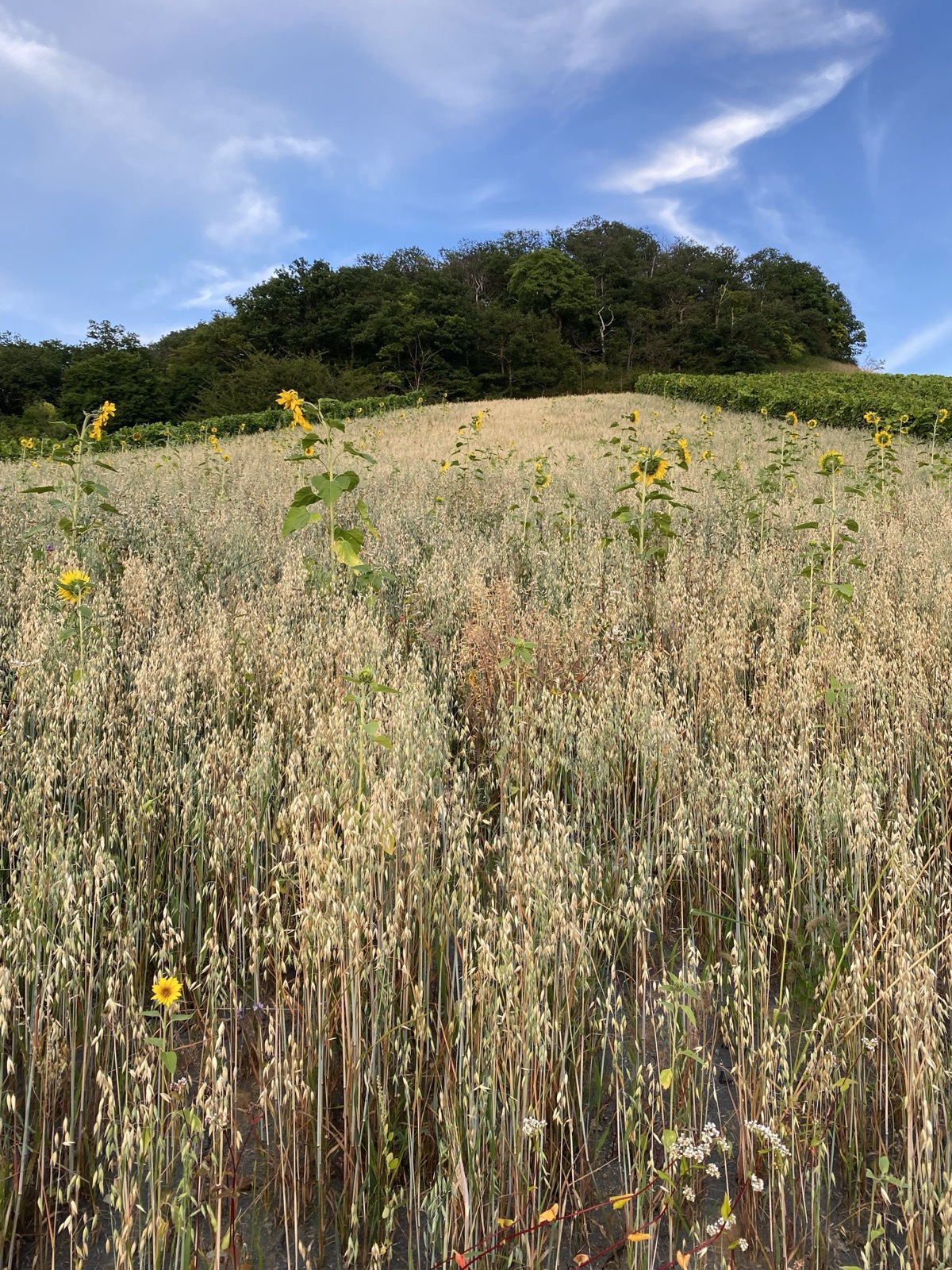 Sommerliche Feldlandschaft mit Sonnenblumen im Naturpark Stromberg-Heuchelberg